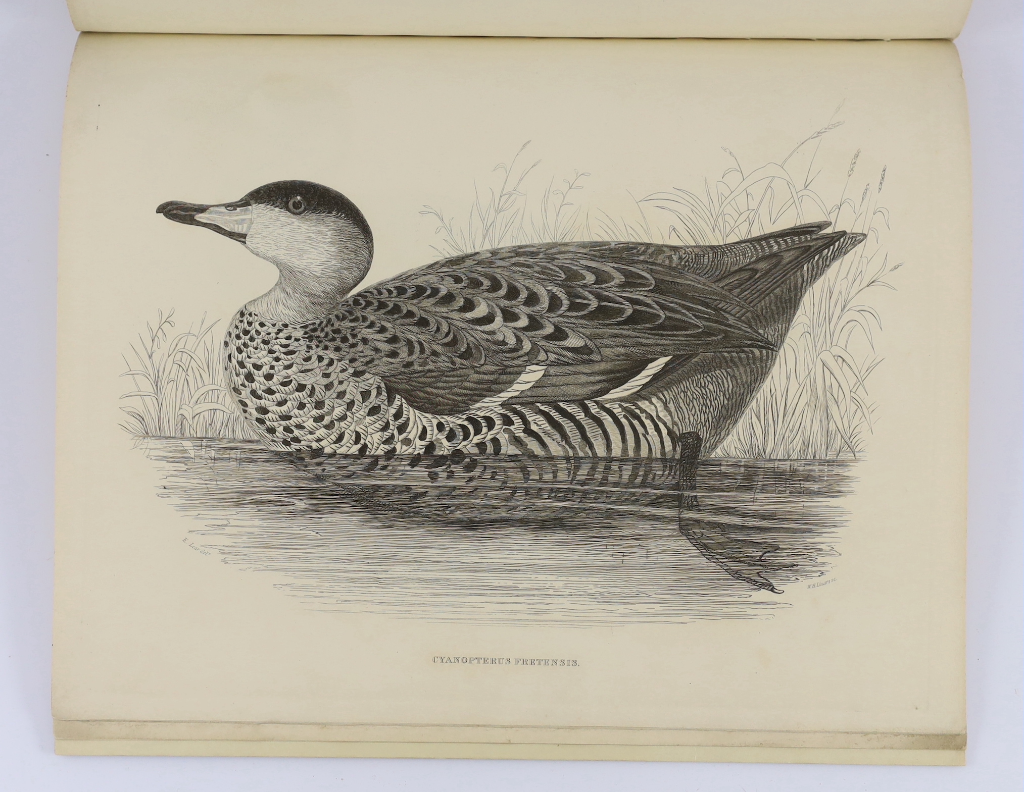 Jardine, Sir William - Illustrations of the Duck Tribe. 8 (ex.9) lithographed plates; old (unlettered) boards, 4to. Jardine Hall, Lockerby, Dumfries ... privately printed at the expense of the Author, (1839)